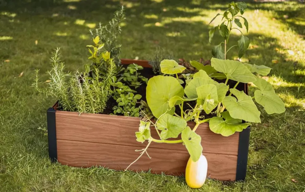 Maple Raised Garden Bed - Brown