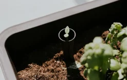 Splendor 31.7 Gallon Elevated Garden Bed - Brown